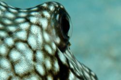 Trunkfish cornea, viewed from behind. Grand Cayman. by David Heidemann 